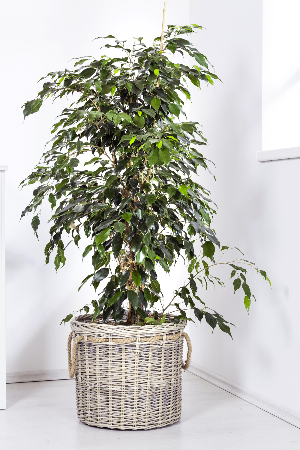 ficus moonshine variegata 20